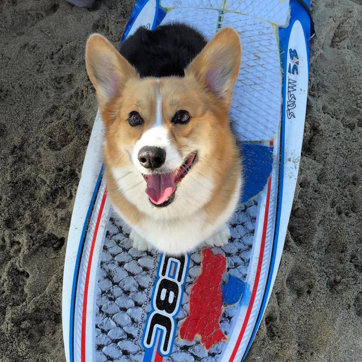 corgi_air_cooper_thecorgi