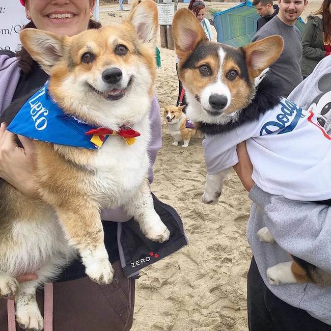 600 Cute Corgis Had a Ridiculous Cute Fun Day At The Beach, Here Are ...