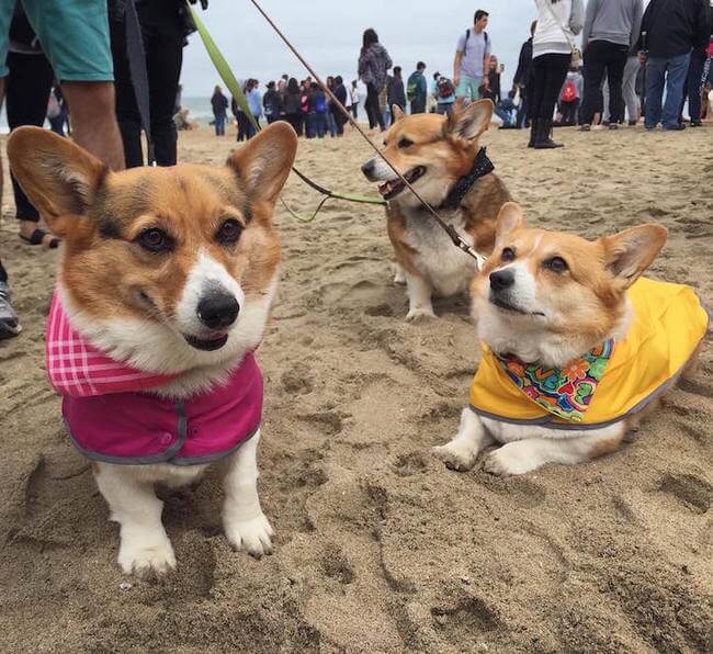 cute corgies 6