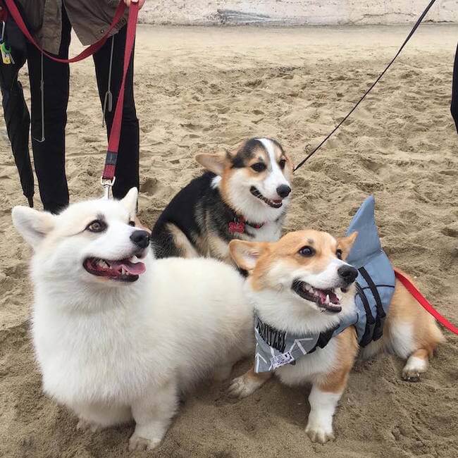 cute corgies 7