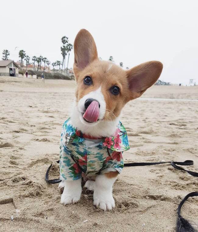 600 Cute Corgis Had a Ridiculous Cute Fun Day At The Beach, Here Are ...