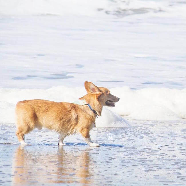 600 cute corgis 16