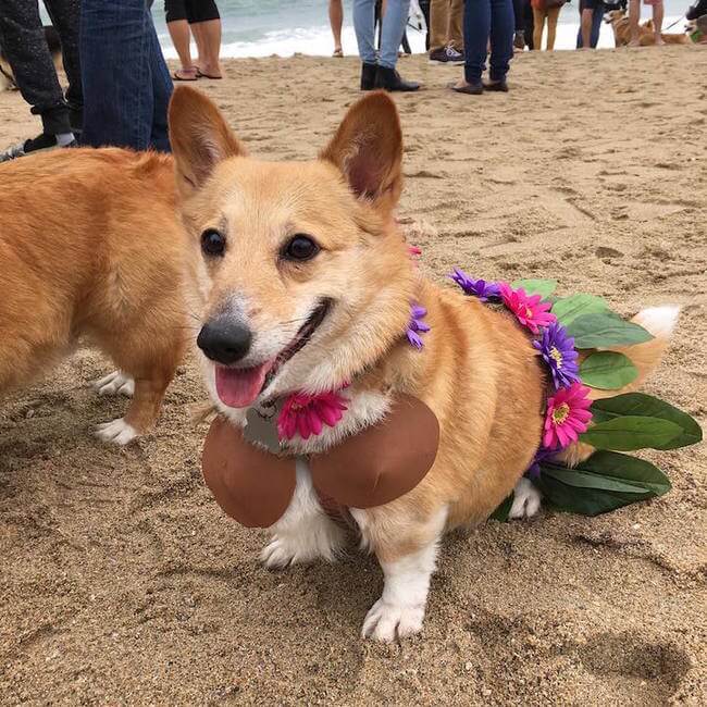 600 Cute Corgis Had a Ridiculous Cute Fun Day At The Beach, Here Are ...