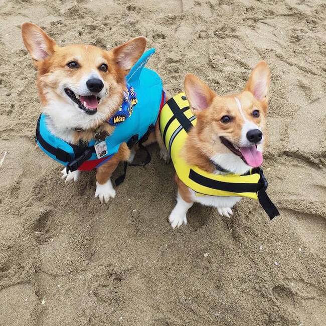 600 Cute Corgis Had A Ridiculous Cute Fun Day At The Beach Here Are