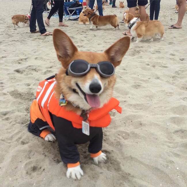 600 Cute Corgis Had a Ridiculous Cute Fun Day At The Beach, Here Are ...