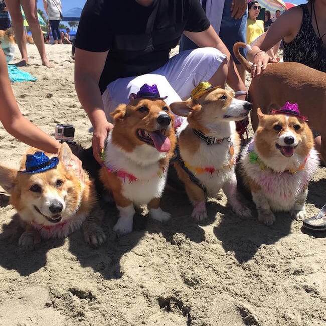 cute corgies 3