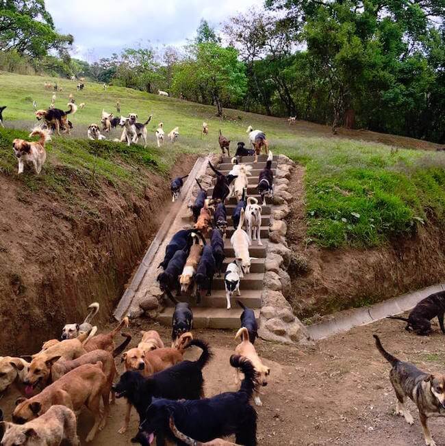 Territorio de Zaguates 3