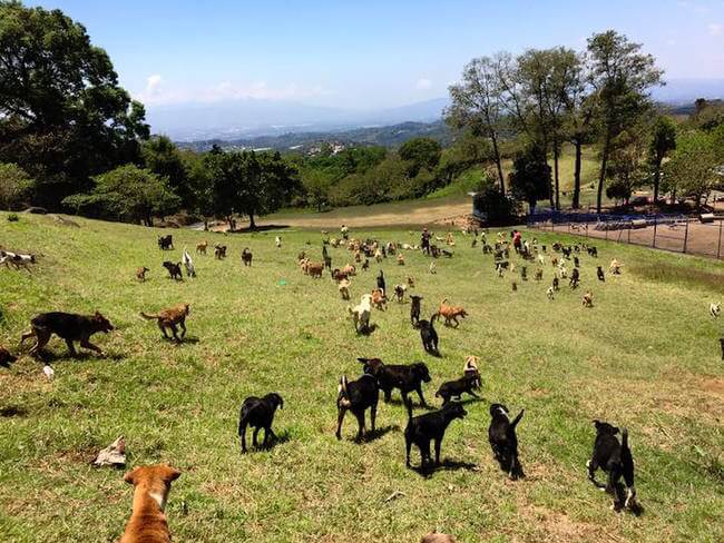 Territorio de Zaguates 2