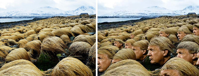 Donald Trump's Hair Grows 5