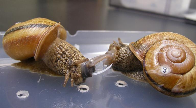 how to snails mate 2