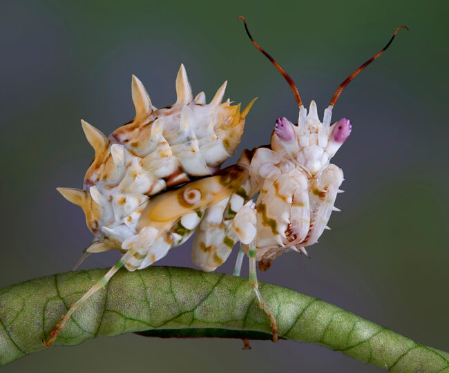 Pink Orchid Mantis Gloriously Looks Like a Beautiful Flower To Hunt Food