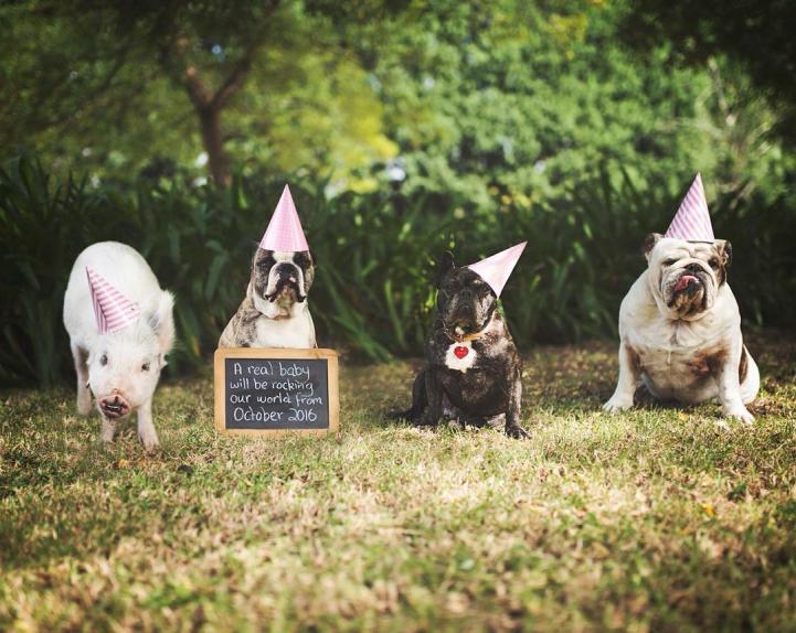 Adorable Pig Grows Up With Dogs Thinks She's a Puppy Too