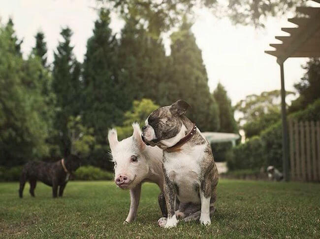 pig growing with dogs thinks he's a dog 11