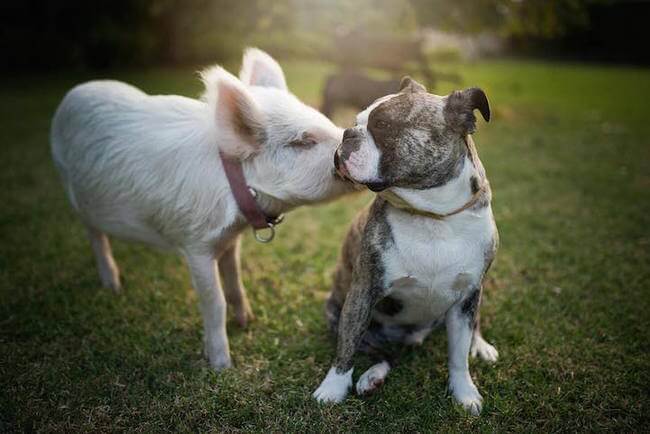 pig growing with dogs thinks he's a dog 5