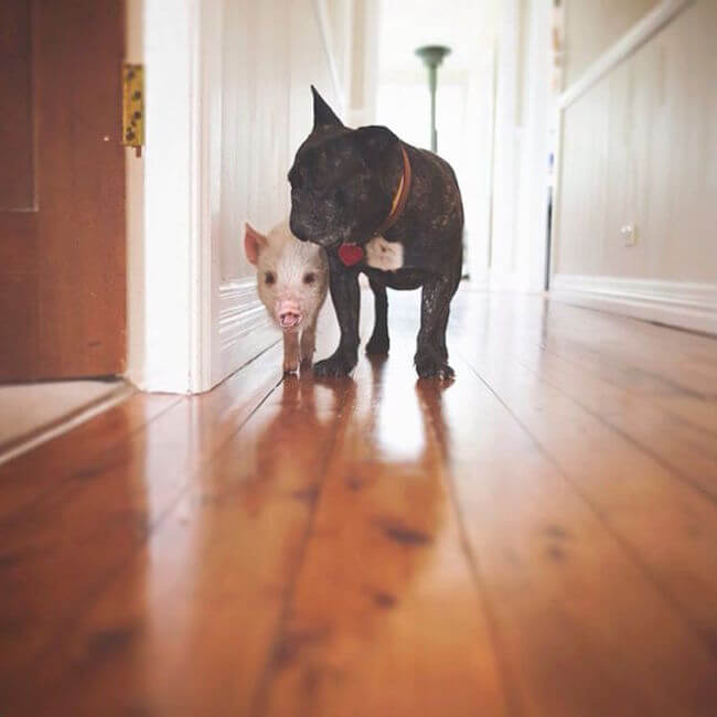 pig growing with dogs thinks he's a dog 12