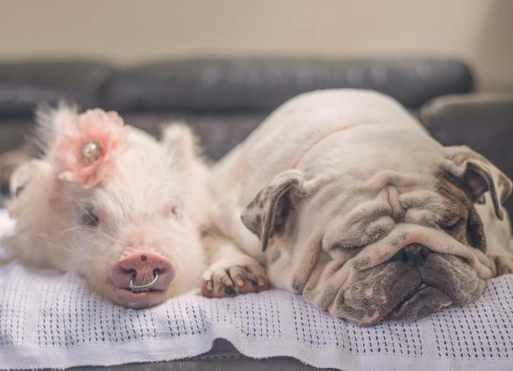 Adorable Pig Grows Up With Dogs Thinks She's a Puppy Too 2