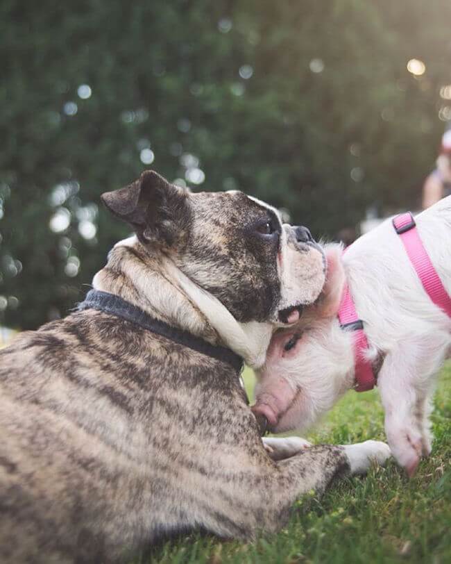 pig growing with dogs thinks he's a dog 14