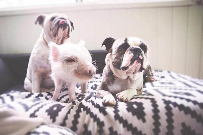 pig growing with dogs thinks he's a dog 7