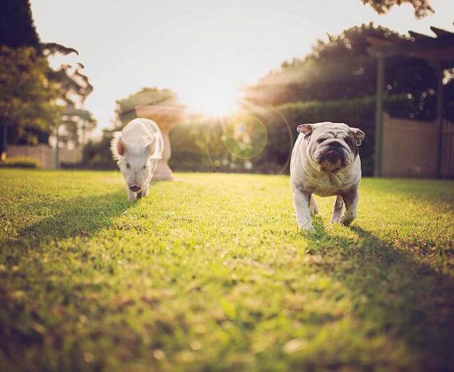 Adorable Pig Grows Up With Dogs Thinks She's a Puppy Too 15