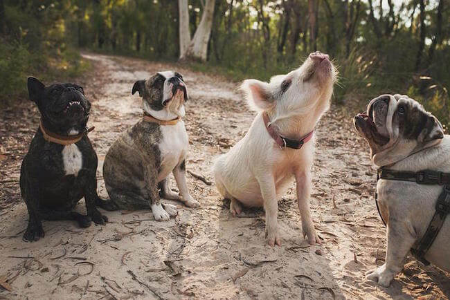 Adorable Pig Grows Up With Dogs Thinks She's a Puppy Too 1