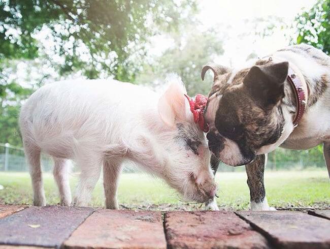 pig growing with dogs thinks he's a dog 6