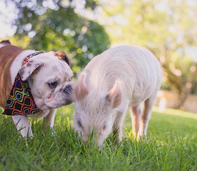 pig growing with dogs thinks he's a dog 9