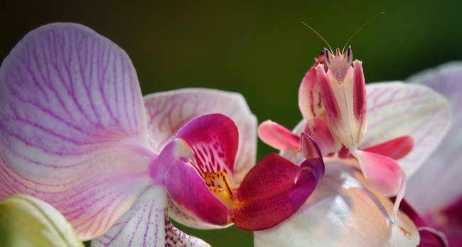 pink orchid mantis 2