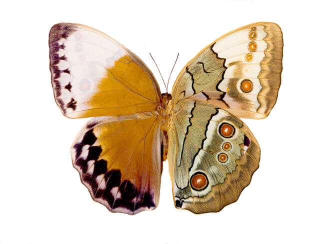 why butterfly wings are colorful 6