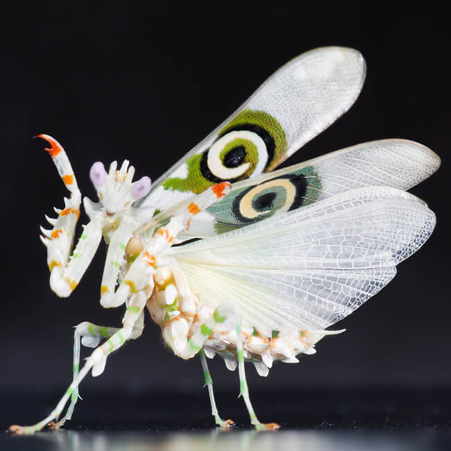 Pink Orchid Mantis Gloriously Looks Like a Beautiful Flower To Hunt Food