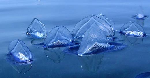 Velella Velella Jellyfish 2