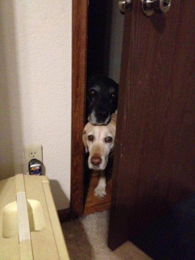 Dogs Sit With You While You Poop 12