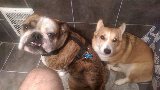 Dogs Sit With You While You Poop 5