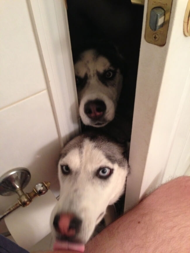 Dogs Sit With You While You Poop 19