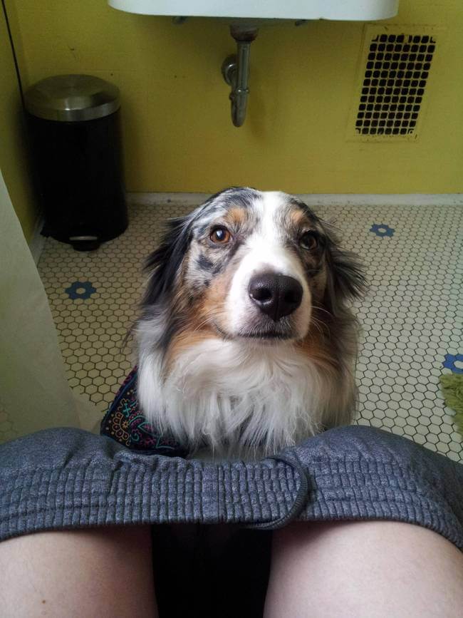 Dogs Sit With You While You Poop 8