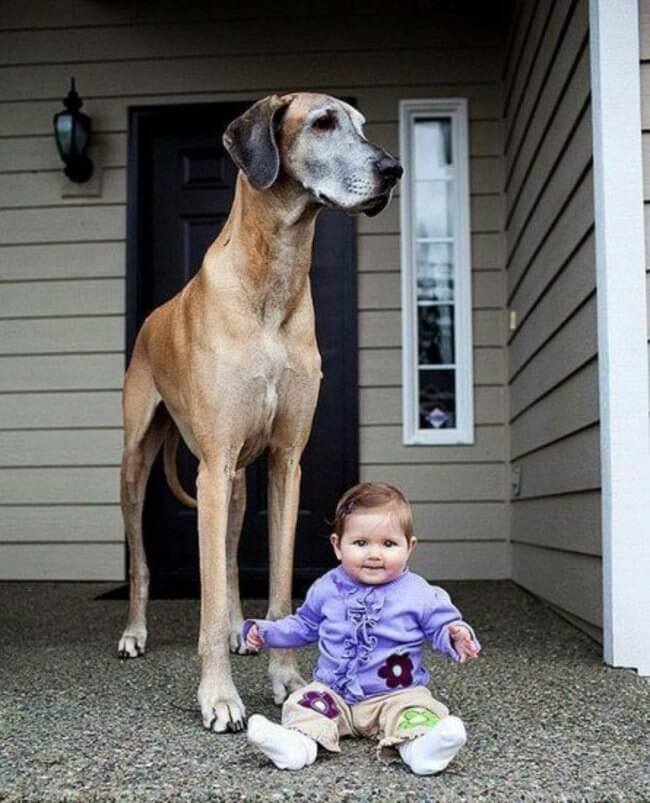 World the in biggest dogs