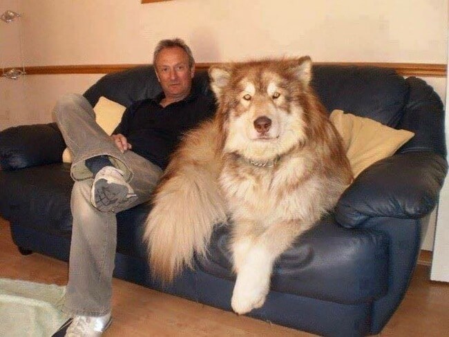 real giant dogs