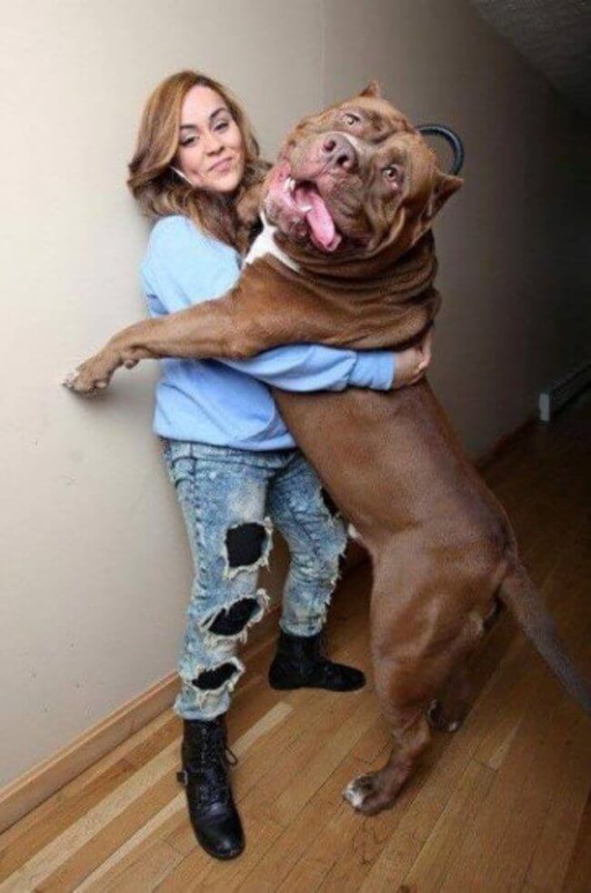 28 Pictures Of The Biggest Dogs In The World You Wish You Owned