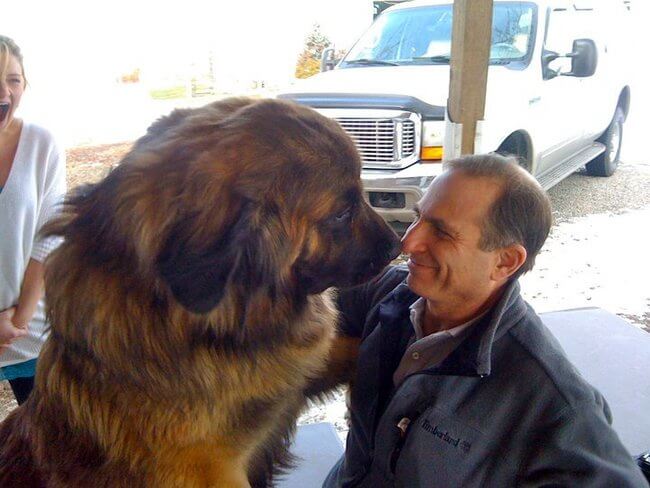 huge dogs of the world 19
