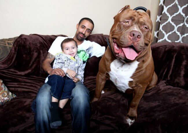 huge dogs of the world 24