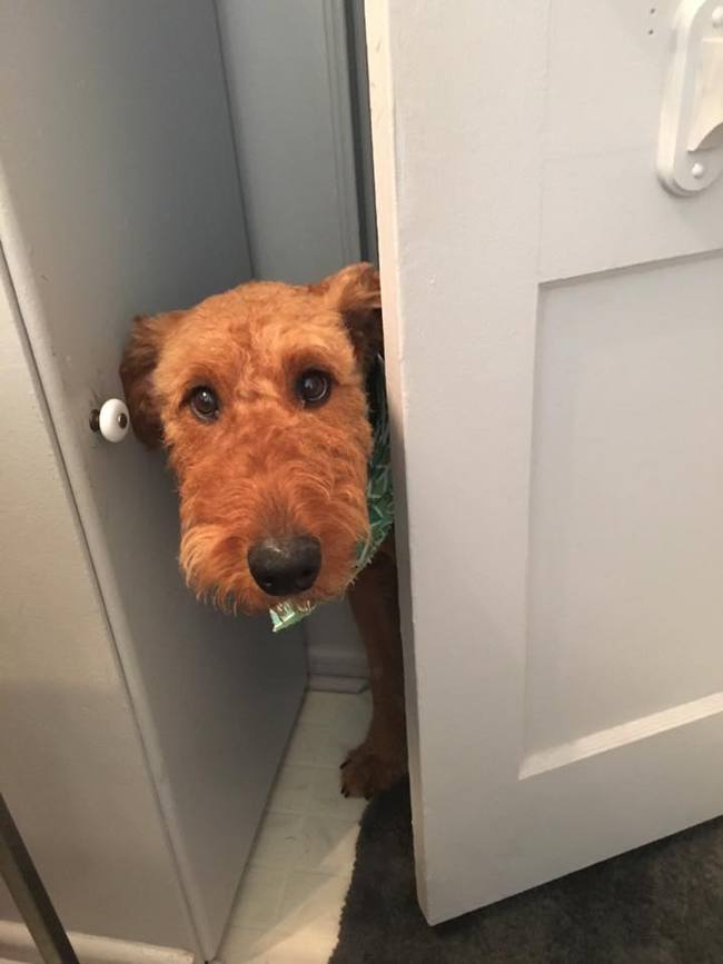 Dogs Sit With You While You Poop 2