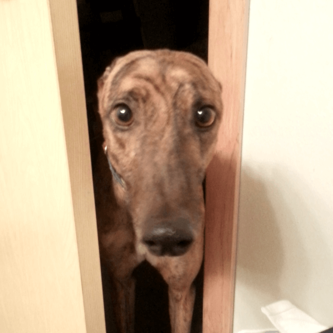 Dogs Sit With You While You Poop 4