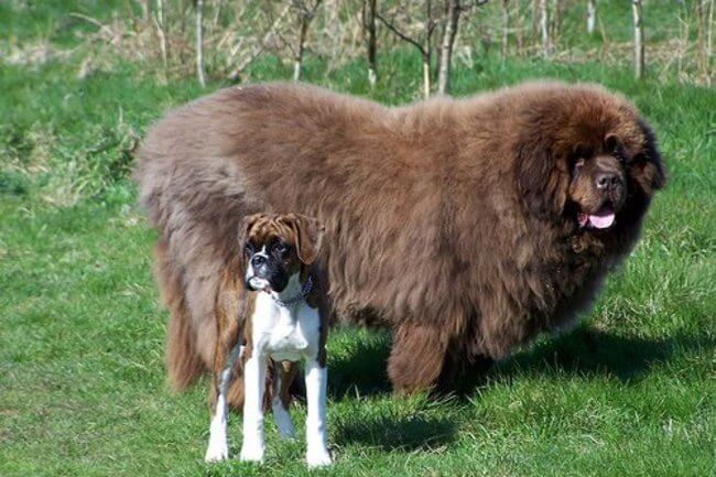 biggest dogs in the world 27