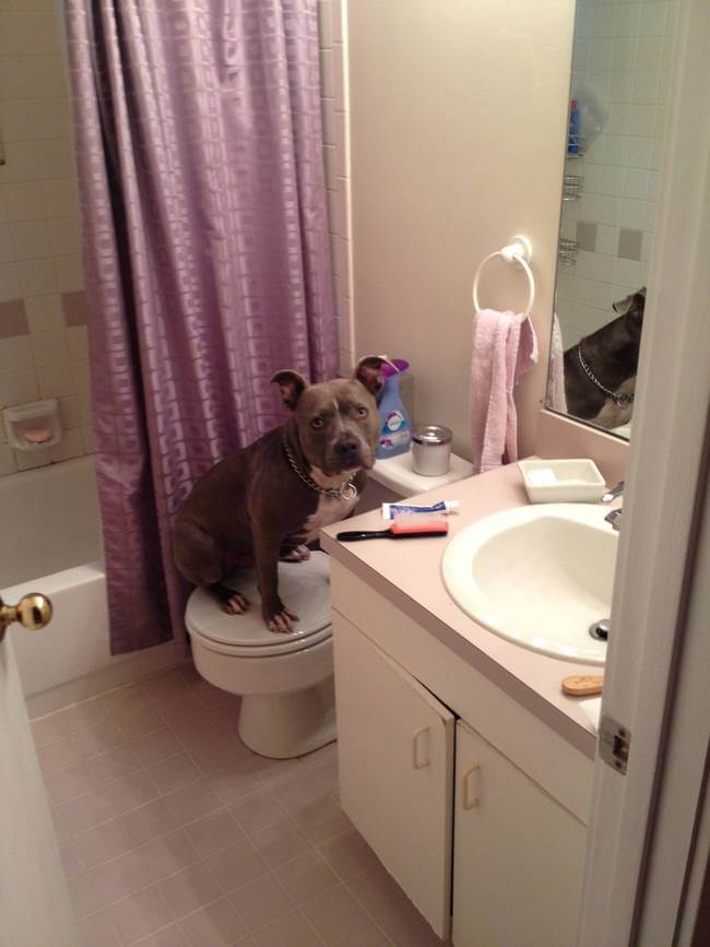 Dogs Sit With You While You Poop 9