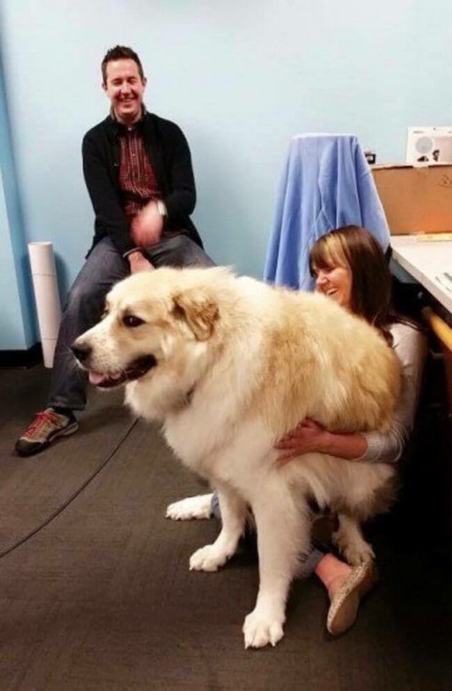 biggest dogs in the world 14