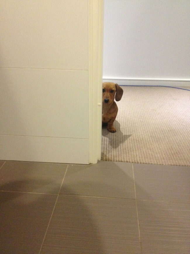 Dogs Sit With You While You Poop 7