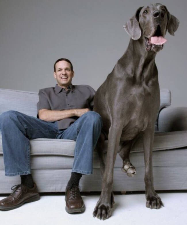 28 Pictures Of The Biggest Dogs In The World You Wish You Owned