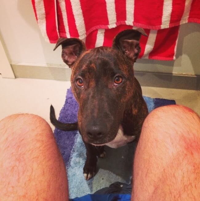 Dogs Sit With You While You Poop 16