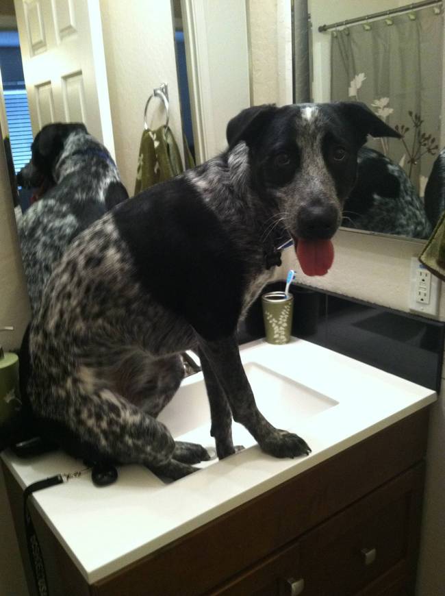 Dogs Sit With You While You Poop 14