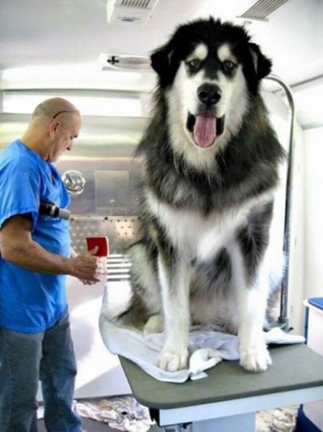 28 Pictures Of The Biggest Dogs In The World You Wish You Owned