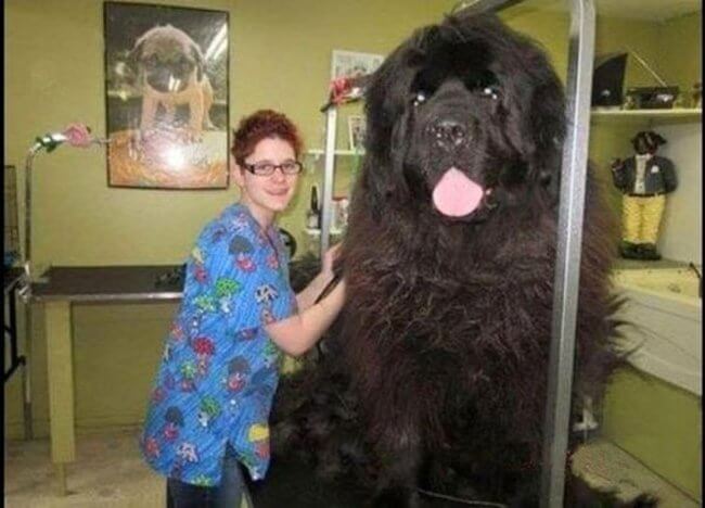 biggest dogs in the world 12